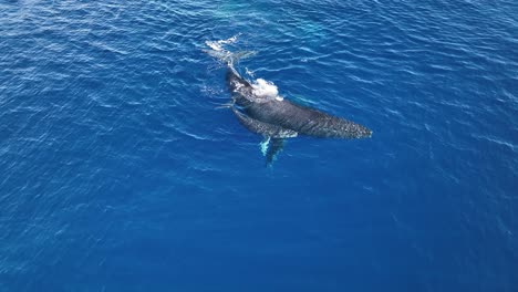 imágenes de drones increíblemente claras de la mamá ballena jorobada y su cría arrojando arcoíris dobles frente a la costa de maui