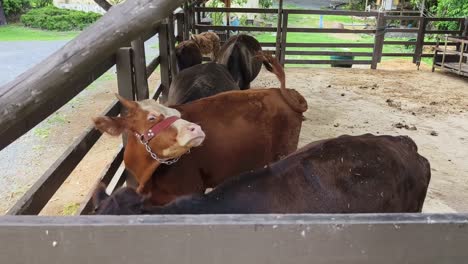 cows in a farm pen