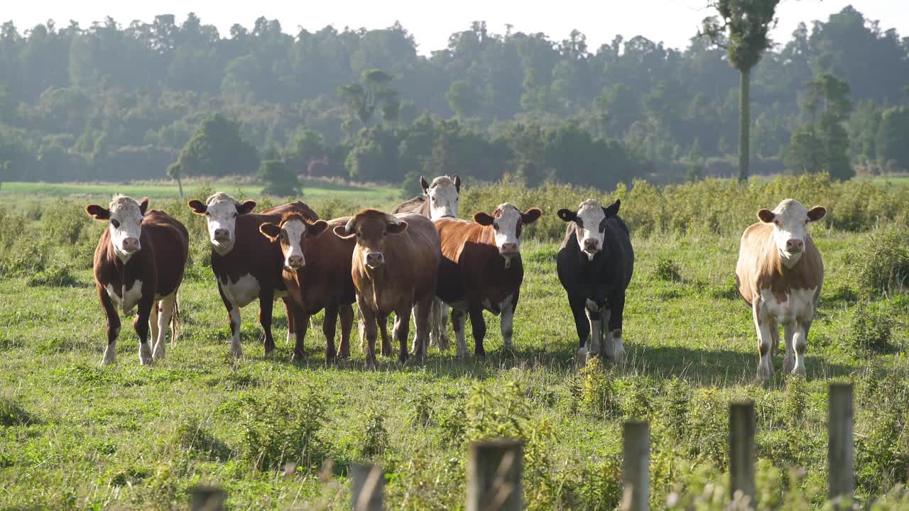 Cattle in a ranch of  New Zealand