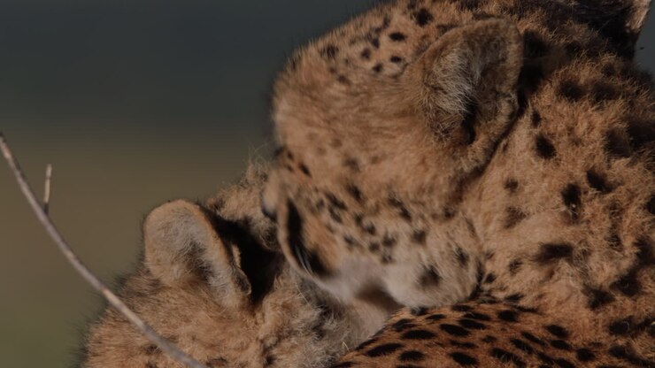 Close-up of Two Cheetahs Affectionately Grooming Each Other