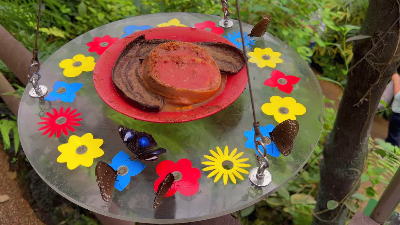 Several butterflies with a special patterns sit on a table