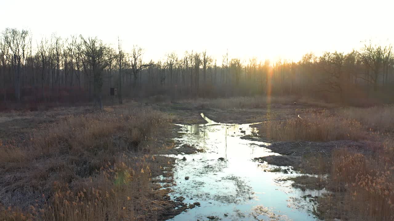 [drone] toma en órbita de empuje lento y bajo de un pantano en el bosque en primavera