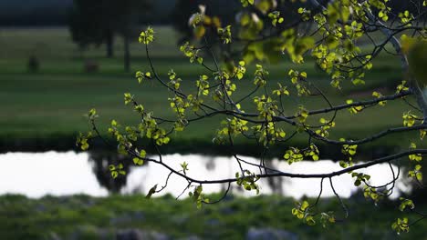 Tranquil-Scenery-of-a-Pond-in-a-Forest-on-a-gloomy-day---panning-shot