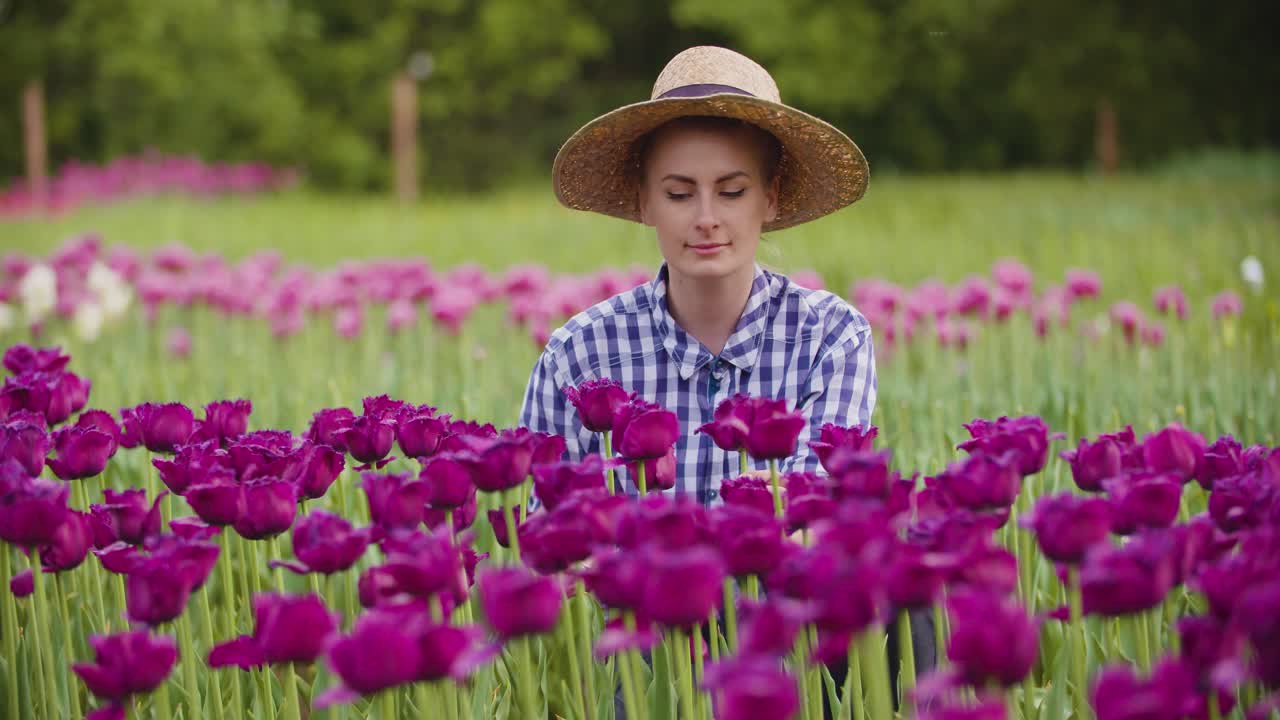 manos revisando pétalos de tulipán púrpura en la granja 1