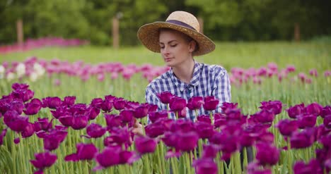 manos revisando pétalos de tulipán púrpura en la granja 1