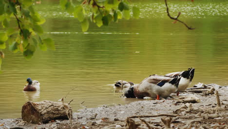 ducks feeding on the shore of a calm lake