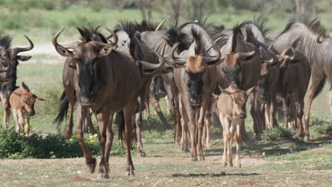 una manada de gnu con crías caminando por las llanuras del sur de áfrica