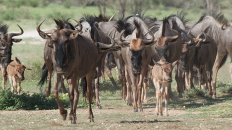 herd of wildebeests with calves walking on plains in southern africa