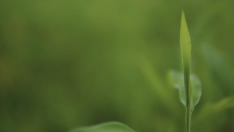 lush indian countryside transitions to a focused close-up of a single plant with a dreamy bokeh background