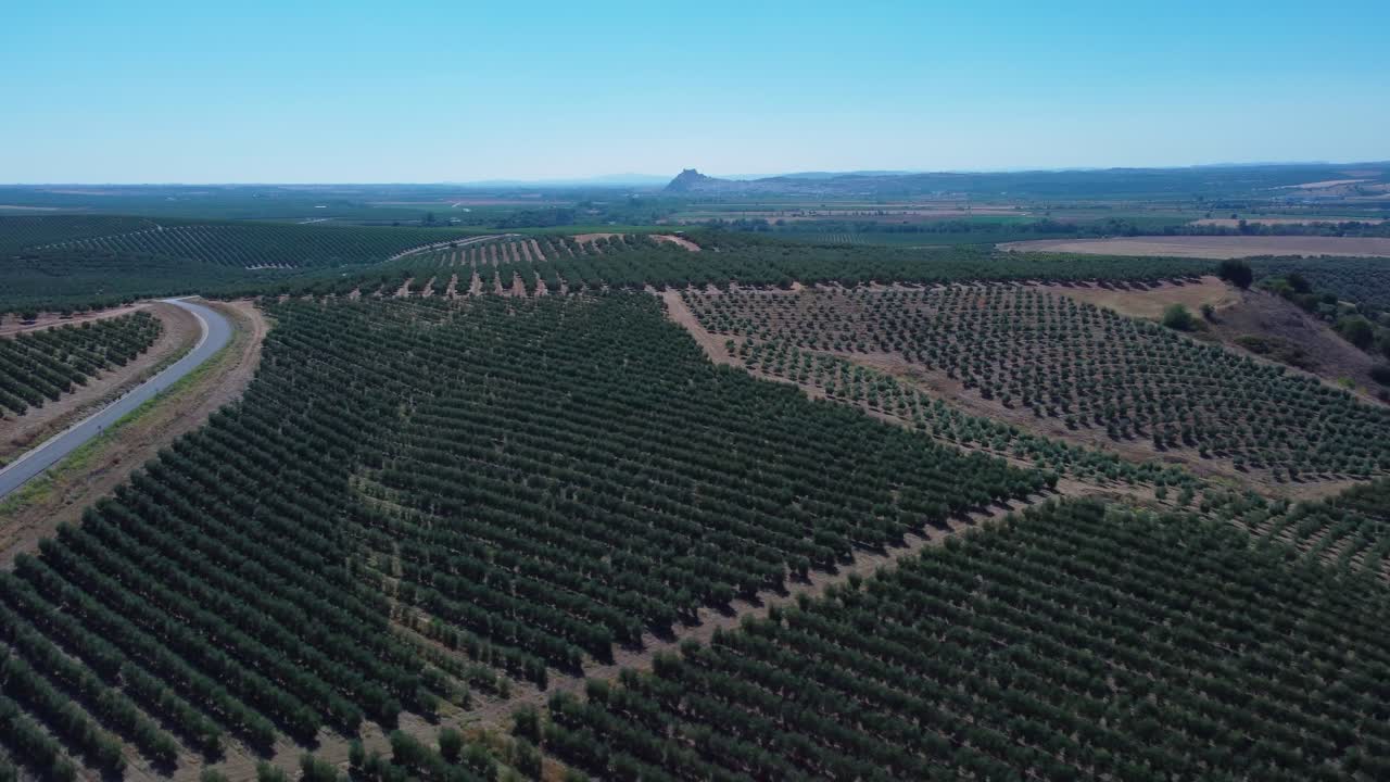 olivos plantados simétricamente, vista desde el aire