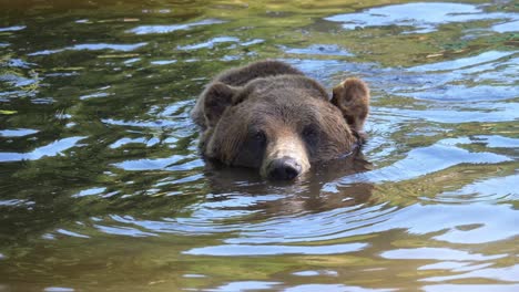 Grizzly-Braunbär-Schwimmt-Im-Fluss-Auf-Der-Suche-Nach-Nahrung