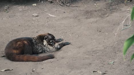 Long-Tailed-And-Furry-White-nosed-Coati-Relaxing.-Close-Up