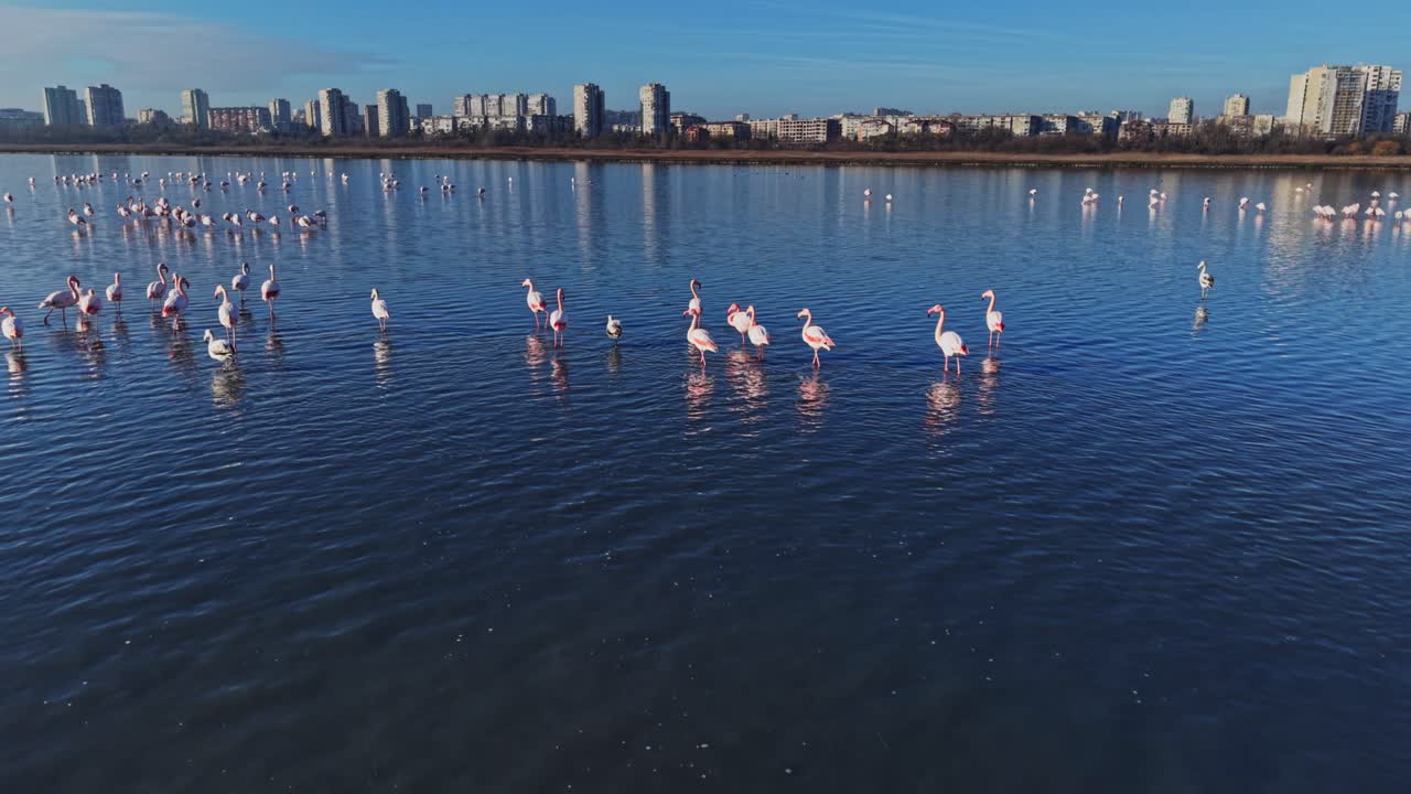 Flamingos stand in shallow water near buildings in the city at noon