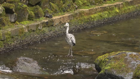 Beautiful-grey-heron-flying-away-from-gentle-stream-on-a-rainy-day,-slow-mo