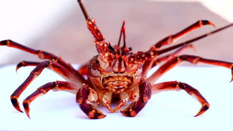 Closeup frontal of angry live Cape Rock Lobster with menacing legs