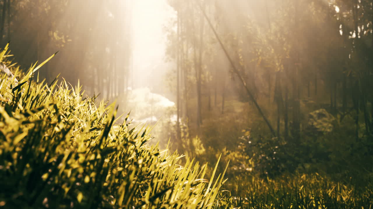 el amanecer del bosque brumoso