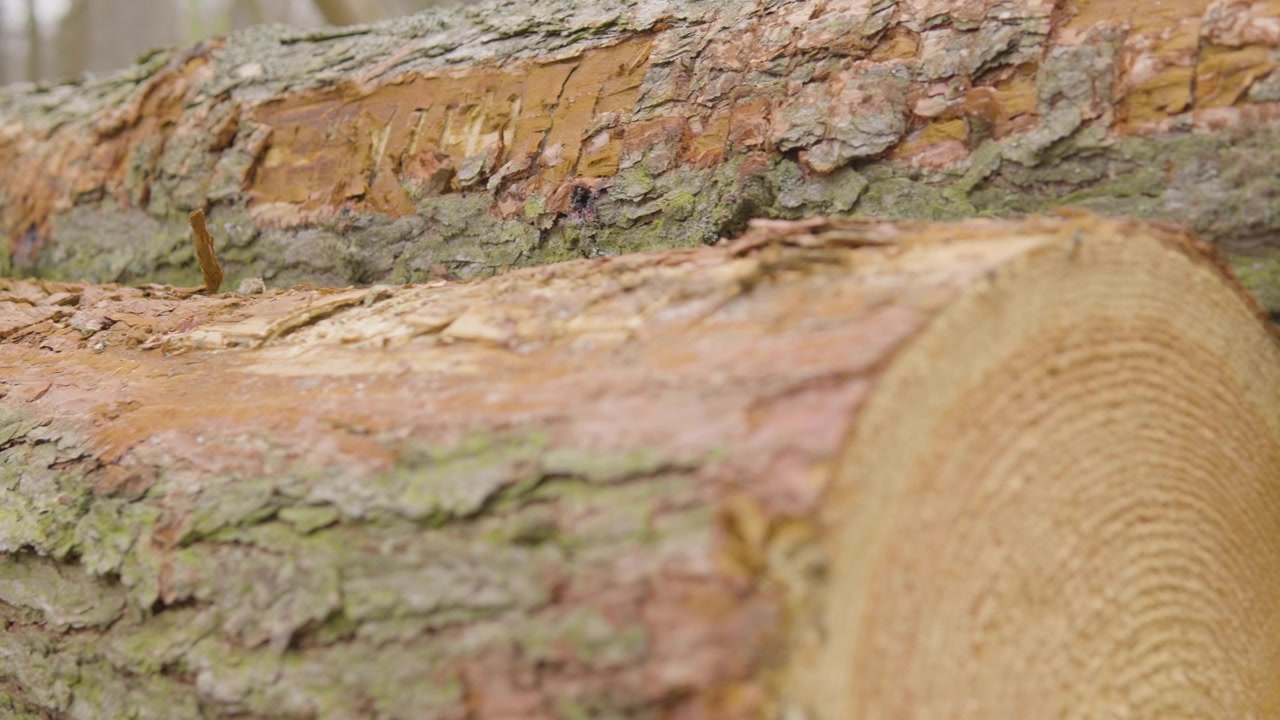 Panoramica ravvicinata sulla corteccia frastagliata di un grande tronco d'albero con anelli di crescita, taglio netto