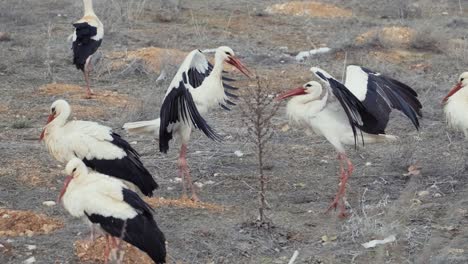 Flock-of-White-storks-on-field