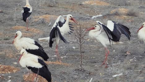 flock of white storks on field