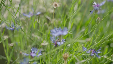 bee flies in-between several wild growing flowers looking for nectar