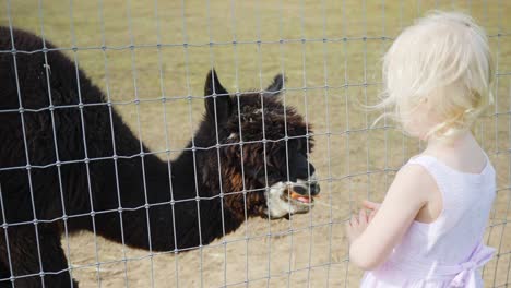 cute little girl offering treats to a friendly alpaca through fence