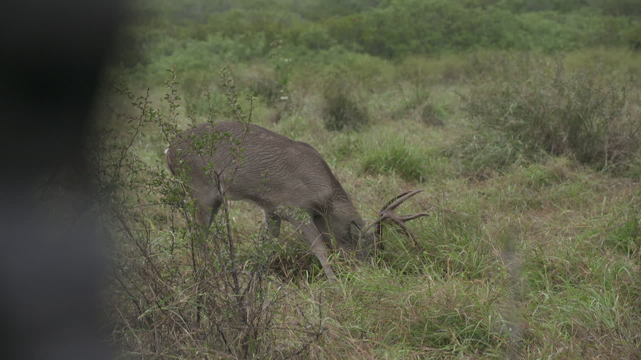 bucks de cola blanca en texas, ee.uu.
