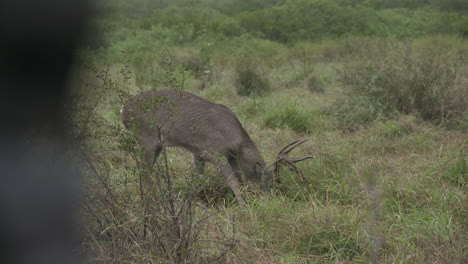 Weißwedelböcke-In-Texas,-USA