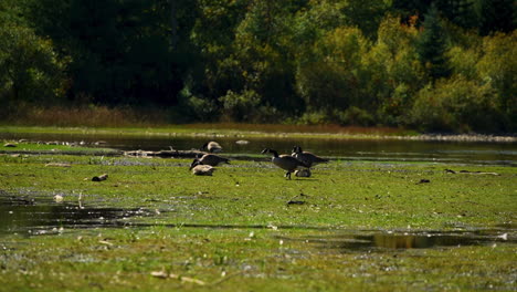 canadian goose flock eating and sunbathing in marsh by pond slow motion 30fps