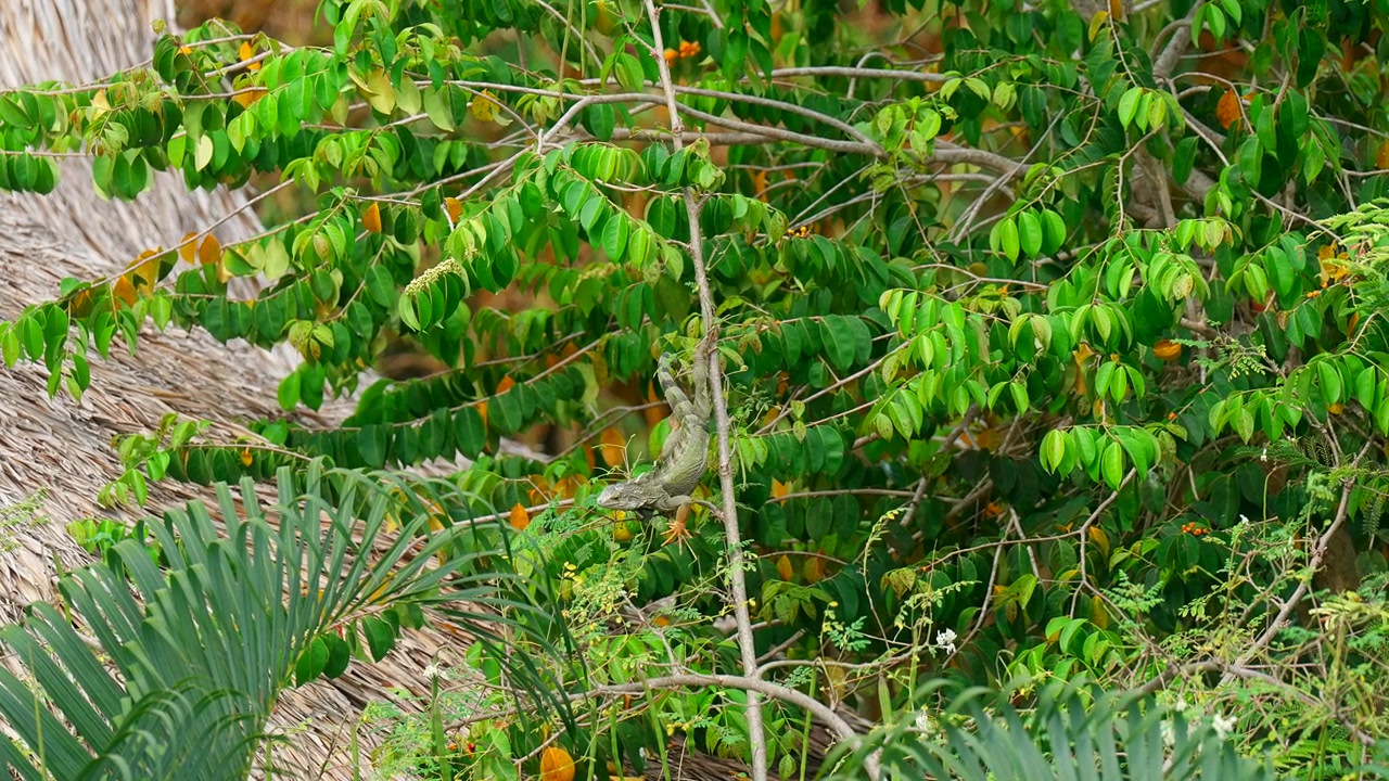 Iguana nel Parco Nazionale Tayrona vicino a Santa Marta, Colombia, a riposo in un ambiente naturale tropicale con vegetazione forestale e habitat costiero