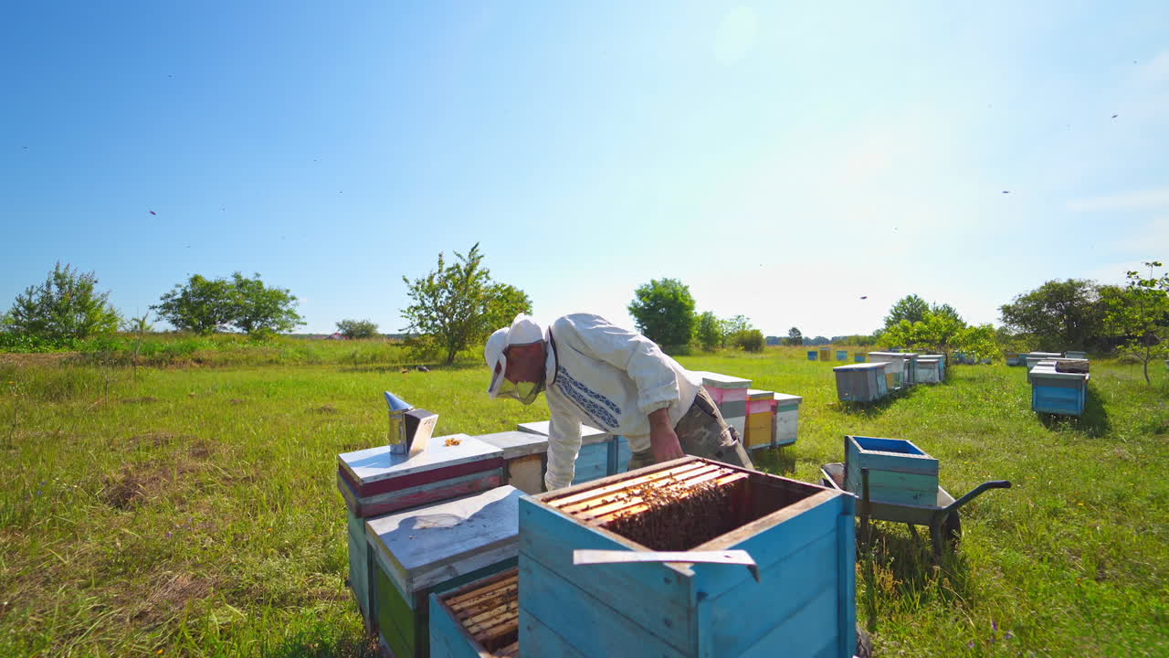Beekeeping process outdoors. Male apiarist working in the garden with beehives in bright summer day. Beekeeper inspects bees.