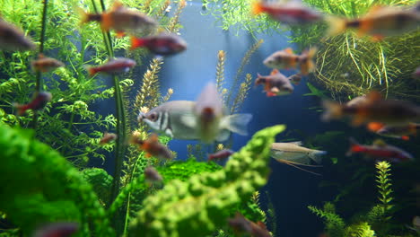 group of aquarium fish swimming between water plants,algae and corals in clear freshwater,close up