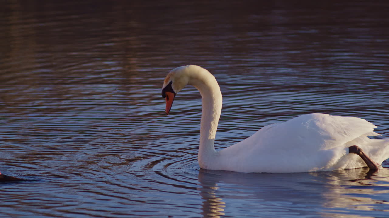 Morning light bathes swans in mating season, captured in cinematic slow-mo.