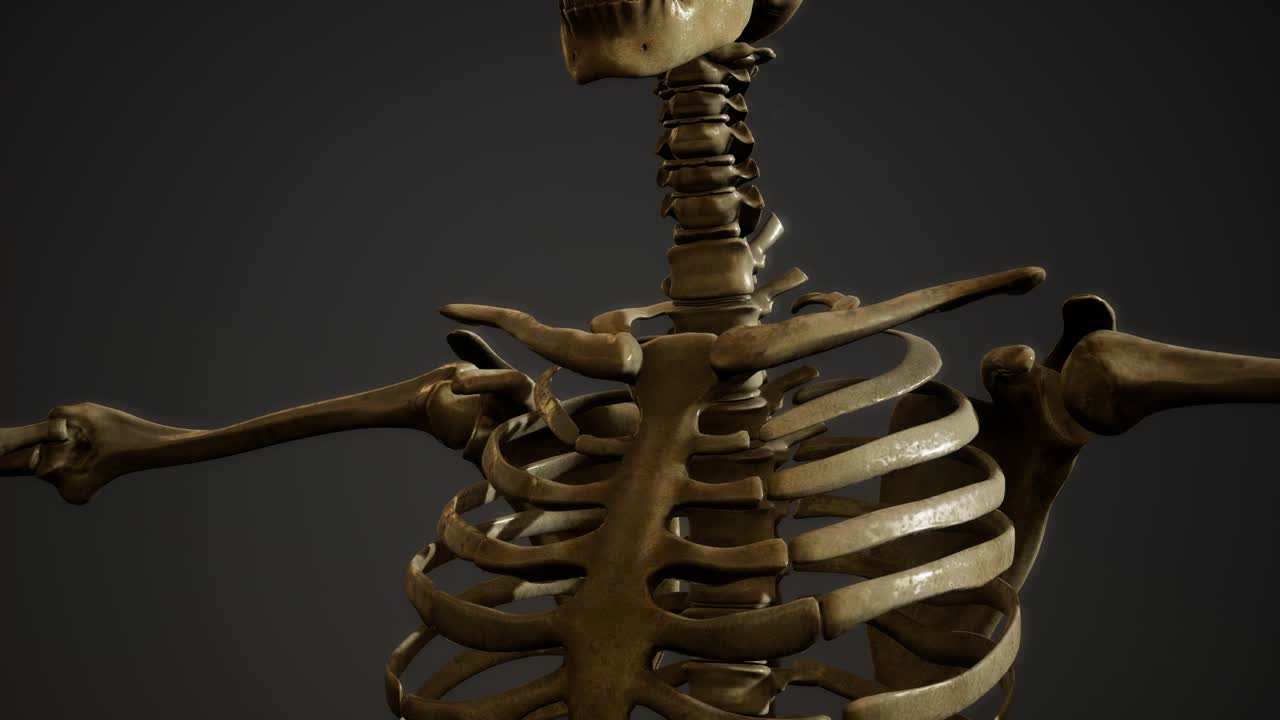 de los huesos del esqueleto humano