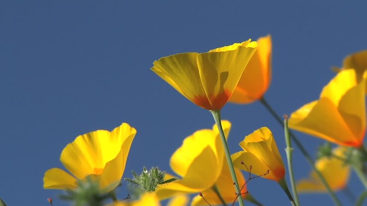 California poppies waving in a breeze  1