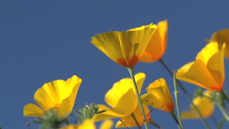 Kalifornische-Mohnblumen,-Die-In-Einer-Brise-Wehen-1