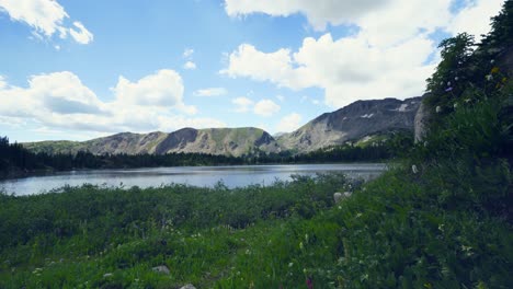 Black-dog-emerges-from-foliage-along-small-mountain-lake-in-shadow