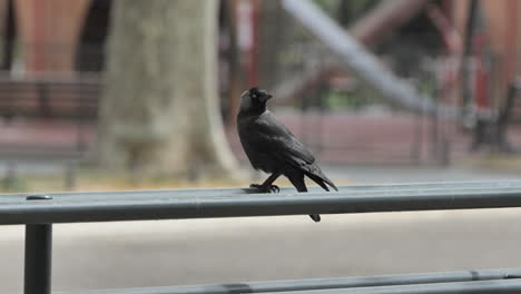 common raven on a railing montpellier park spring