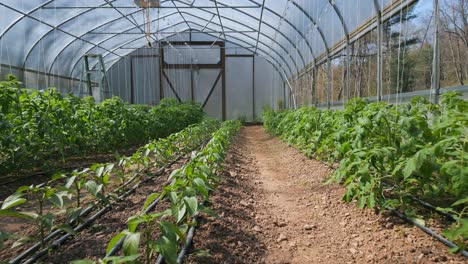 Dolly-movement-down-path-of-greenhouse-on-small-organic-farm-between-small-pepper-and-tomato-plants