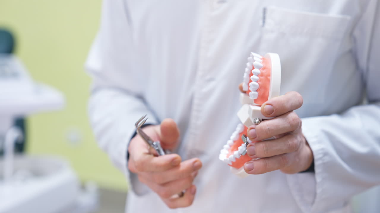 치과 의사는 치과 모델을 들고 있습니다.