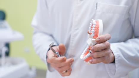 dentista con un modelo dental