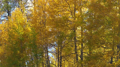 Closeup-view-of-fluttering-aspen-leaves-in-the-Rocky-Mountains