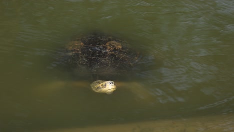 a turtle emerges and submerges in a pond.