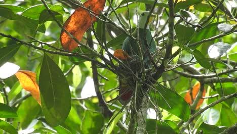una paloma de frutas de nariz negra con una cabeza blanca y un cuerpo verde disfrazado de hojas, silenciosa pero con ojos parpadeantes, meditando en un nido