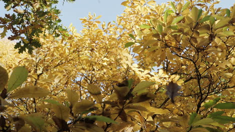 toma en cámara lenta de hojas de otoño cayendo