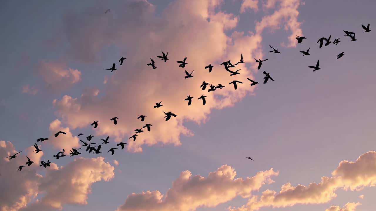 Aerial video captures a flock of birds silhouetted against a vibrant sunset sky, viewed from a low