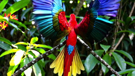 colorful macaw with spread wings in tropical rainforest