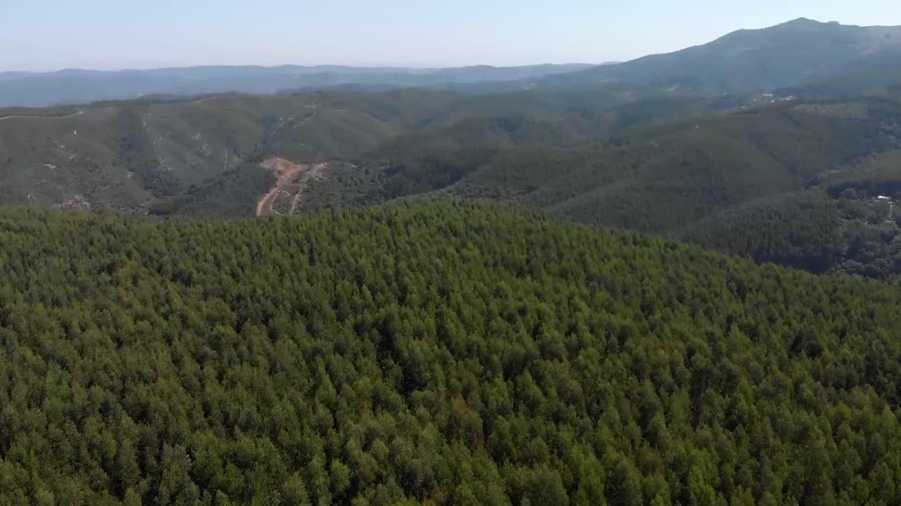 vuelo aéreo sobre el bosque natural de pinos durante el hermoso día de verano en monchique, portugal