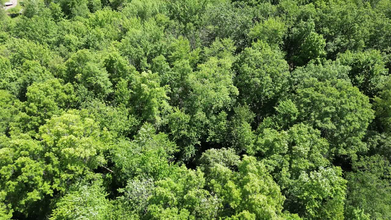 Aerial revealing shot of thick lush green forest environment, wide
