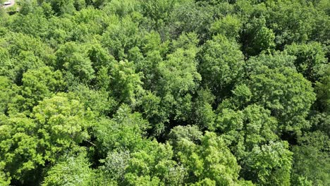 aerial revealing shot of thick lush green forest environment, wide