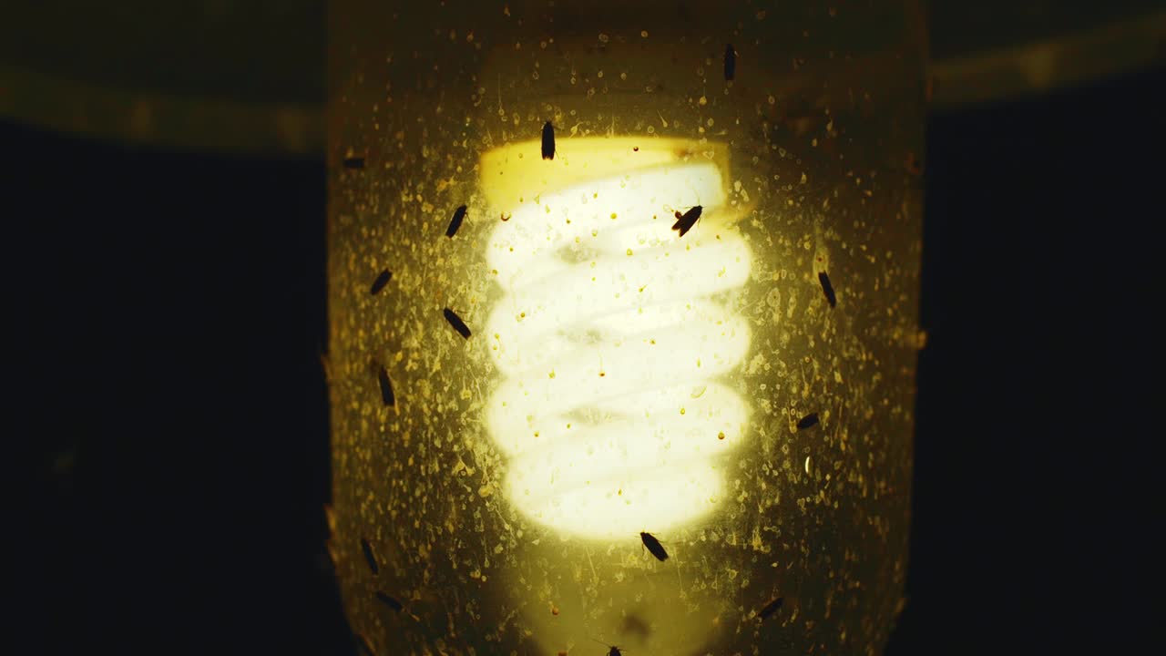 검은색 배경을 가진 에너지 절약형 베란다 조명에 기어다니는 곤충 가까이